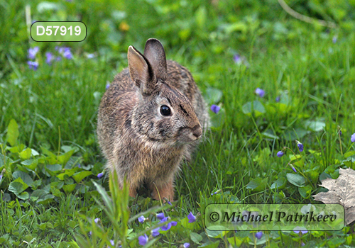 Eastern Cottontail (Sylvilagus floridanus)